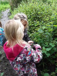 Collecting stinging nettles