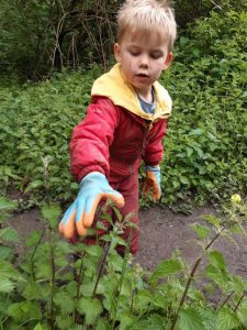 Picking up stinging nettles